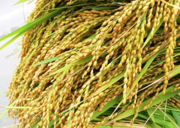 நெல் விநியோகத்திற்கு புதிய திட்டம்!