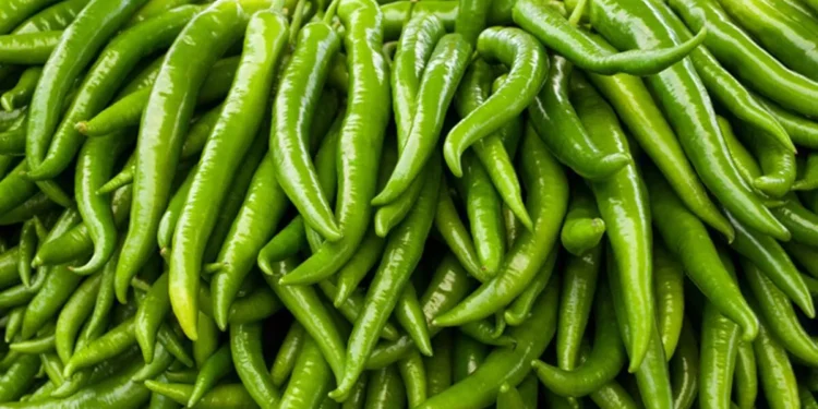 உச்சம் தொட்ட பச்சை மிளகாய்!