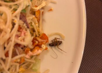 யாழில் கரப்பான் பூச்சி நூடில்ஸ்!