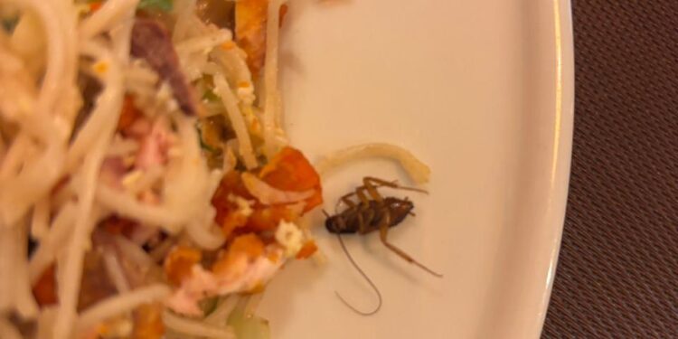 யாழில் கரப்பான் பூச்சி நூடில்ஸ்!