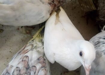 சட்டவிரோதமான புறாக்களுடன் நெடுந்தீவில் மூவர் கைது!