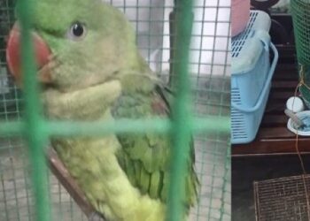 கிளி பிடித்து விற்ற இருவருக்கு தண்டம்