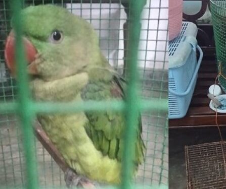 கிளி பிடித்து விற்ற இருவருக்கு தண்டம்