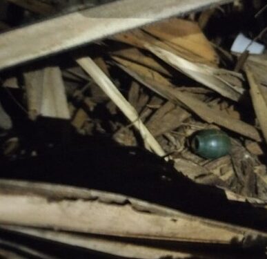 யாழில் கைக்குண்டு மீட்பு!