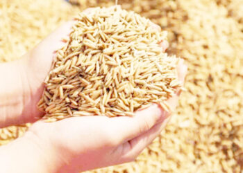 நெல் விலை அதிகரிப்பு : அரிசி விலை உயராதாம்