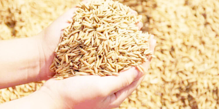 நெல் விலை அதிகரிப்பு : அரிசி விலை உயராதாம்