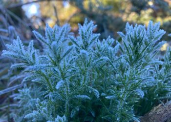 நுவரெலியாவில் வரலாறு காணாத – துகள் உறைபனி!