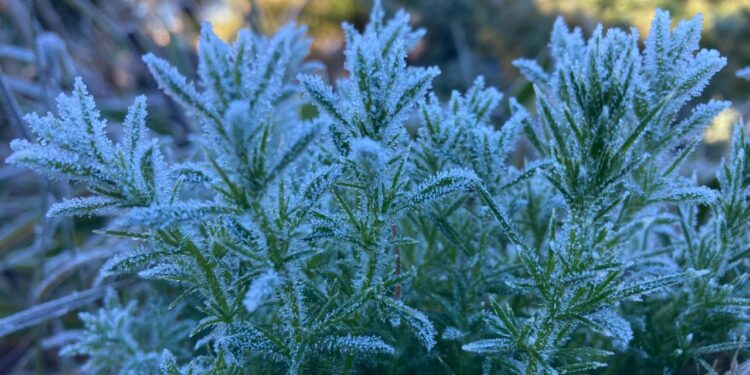 நுவரெலியாவில் வரலாறு காணாத – துகள் உறைபனி!