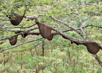குளவிகளால் அச்சுறுத்தலை சந்திக்கும் சிவனொளி பாதமலை யாத்திரிகர்கள்