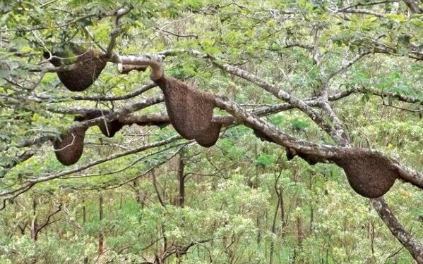 குளவிகளால் அச்சுறுத்தலை சந்திக்கும் சிவனொளி பாதமலை யாத்திரிகர்கள்
