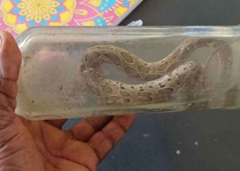 கோவில் துப்புரவு செய்தபோது பாம்பு கடித்ததில் இளைஞன் பலி!