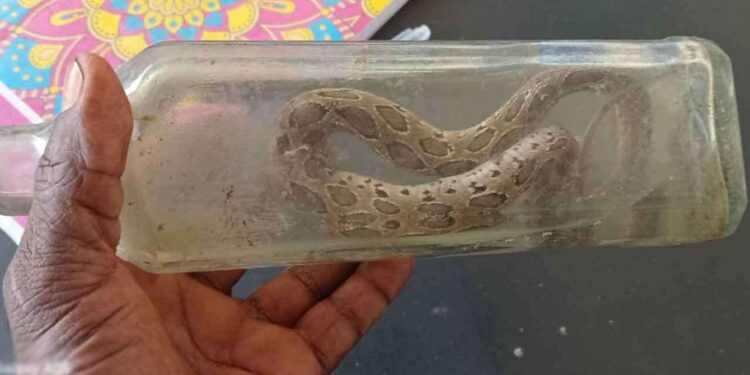 கோவில் துப்புரவு செய்தபோது பாம்பு கடித்ததில் இளைஞன் பலி!