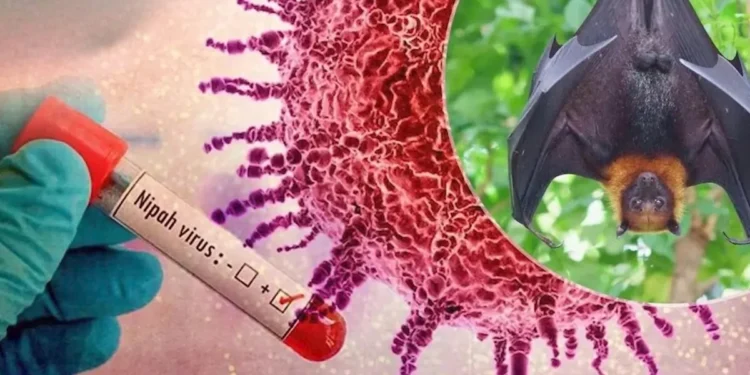 இந்தியாவில் நிபா வைரஸ் தொற்று : இலங்கையில் தீவிர கண்காணிப்பு