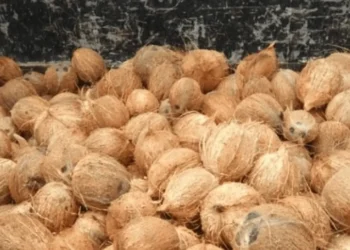 தேங்காய் விலையைக் கட்டுப்படுத்த – தென்னை பயிர்ச்செய்கை சபை நேரடித் தலையீடு