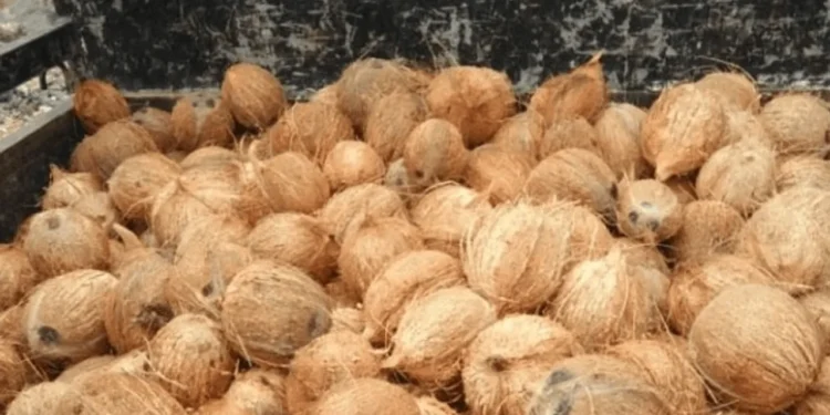 தேங்காய் விலையைக் கட்டுப்படுத்த – தென்னை பயிர்ச்செய்கை சபை நேரடித் தலையீடு