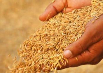 வடக்கு உள்ளிட்ட இடங்களில் – திங்கள் முதல் நெல் கொள்வனவு