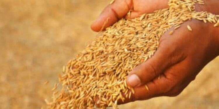 வடக்கு உள்ளிட்ட இடங்களில் – திங்கள் முதல் நெல் கொள்வனவு