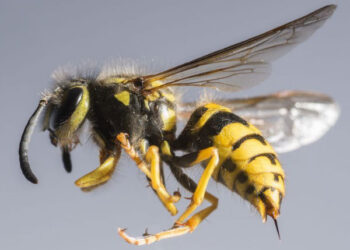 இருவேறு இடங்களில் – குளவிக் கொட்டுக்கிலக்கான 11 பேர் வைத்தியசாலையில்!