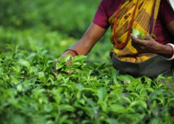 பெருந்தோட்ட தொழிலாளர்களுக்கான ஊக்குவிப்பு கொடுப்பனவு : அமைச்சரவையின் முடிவு