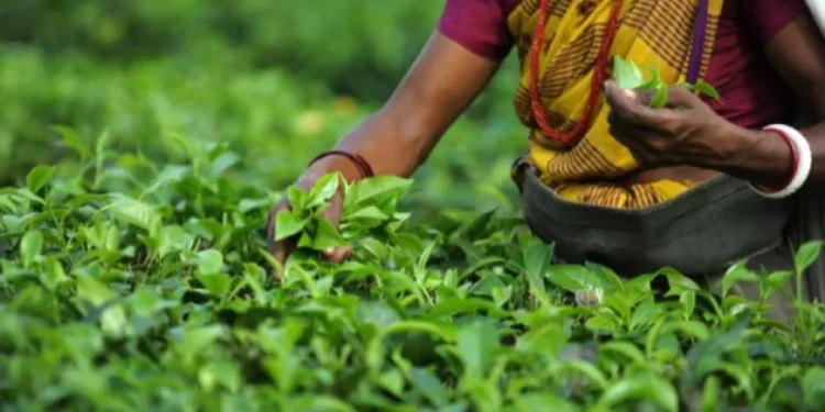 பெருந்தோட்ட தொழிலாளர்களுக்கான ஊக்குவிப்பு கொடுப்பனவு : அமைச்சரவையின் முடிவு