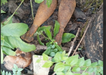 பரந்தனில் வெடிக்காத இரு குண்டுகள் மீட்பு