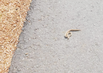 நச்சுப்பாம்புகள் குறித்து அவதானமாக இருங்கள்