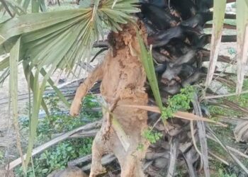 நாய் இறைச்சி விற்பனையா? பொலிஸ் விசாரணை ஆரம்பம்!