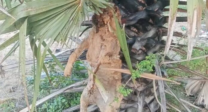 நாய் இறைச்சி விற்பனையா? பொலிஸ் விசாரணை ஆரம்பம்!