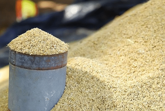 முல்லைத்தீவில் இன்று முதல் நெல் கொள்வனவு!