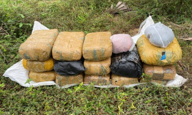 பளையில் 23 கிலோ கேரள கஞ்சா மீட்பு!