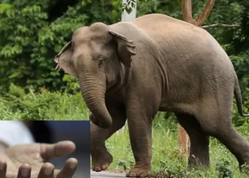 யானை தாக்கி மூதாட்டி பலி!