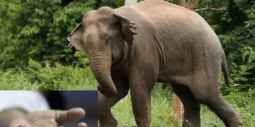 யானை தாக்கி மூதாட்டி பலி!