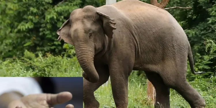 யானை தாக்கி மூதாட்டி பலி!