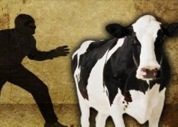 மாடு திருடர்களைப் பிடித்துக் கொடுத்தால் 25,000 சன்மானம்