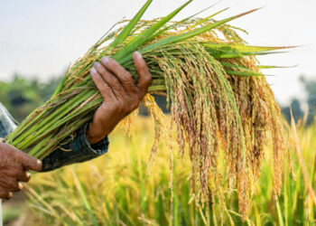 விவசாயிகளுக்கு பிரதி அமைச்சர் வழங்கிய விசேட அறிவிப்பு!