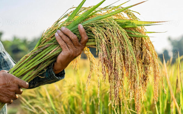 விவசாயிகளுக்கு பிரதி அமைச்சர் வழங்கிய விசேட அறிவிப்பு!