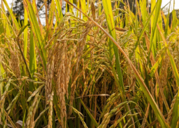 நெல்லின் கொள்வனவு விலைகள் அரசாங்கத்தால் அறிவிப்பு