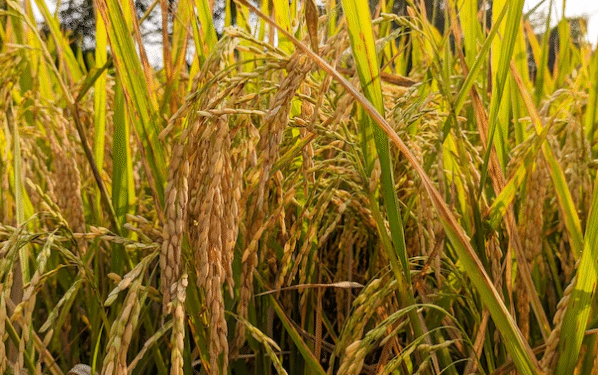 நெல்லின் கொள்வனவு விலைகள் அரசாங்கத்தால் அறிவிப்பு