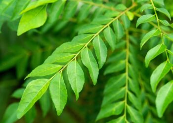 கறிவேப்பிலையின் மகத்துவம்