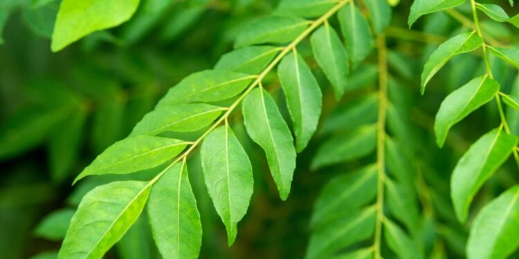 கறிவேப்பிலையின் மகத்துவம்