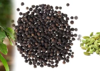 மிளகு, கோப்பி, ஏலக்காய் – பயிர்ச்செய்கைகளுக்கு நிவாரணம் வழங்க விசேட வேலைத்திட்டங்கள்