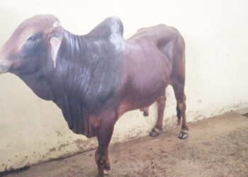 நாட்டின் பால் உற்பத்தியை அதிகரிக்க – பாகிஸ்தானில் இருந்து கொண்டு வரப்பட்ட ‘சாஹிவால்’ காளைகள்