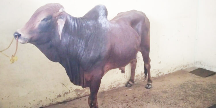 நாட்டின் பால் உற்பத்தியை அதிகரிக்க – பாகிஸ்தானில் இருந்து கொண்டு வரப்பட்ட ‘சாஹிவால்’ காளைகள்