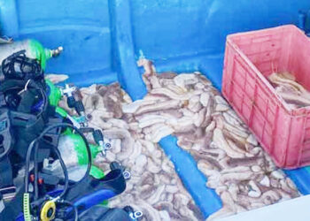 இரணைதீவில் சட்டவிரோதமாக – கடலட்டைகள் பிடித்த 10 பேர் அதிரடிக் கைது!