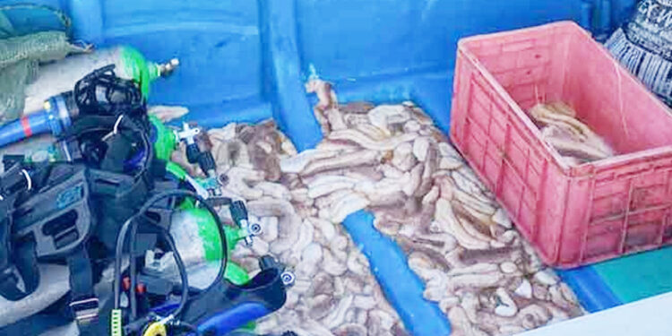 இரணைதீவில் சட்டவிரோதமாக – கடலட்டைகள் பிடித்த 10 பேர் அதிரடிக் கைது!