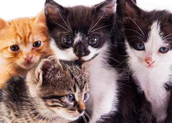 இலங்கையில் பூனைகளால் அதிகளவில் பரவும் ரேபிஸ்!