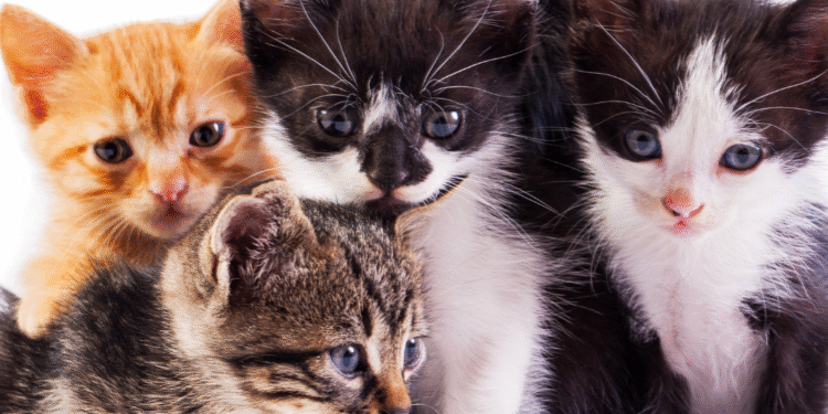 இலங்கையில் பூனைகளால் அதிகளவில் பரவும் ரேபிஸ்!