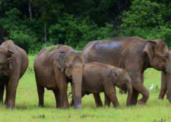 இந்த ஆண்டின் இதுவரையான காலத்தில் 44 காட்டு யானைகள் உயிரிழப்பு