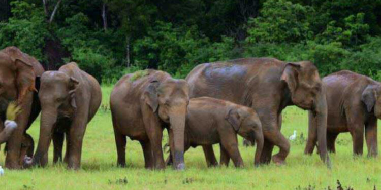 இந்த ஆண்டின் இதுவரையான காலத்தில் 44 காட்டு யானைகள் உயிரிழப்பு