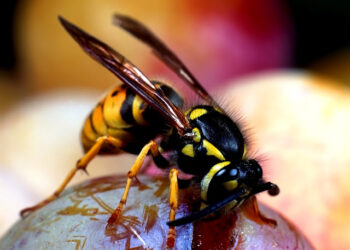 பேராதனை பல்கலையில் குளவிக் கொட்டுக்கு உள்ளான 8 பேர் வைத்தியசாலையில்!